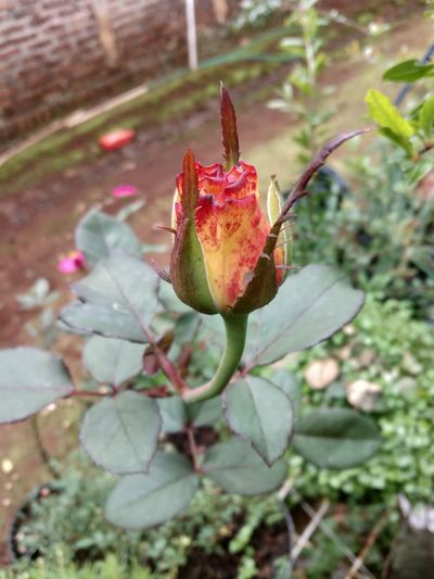 plant