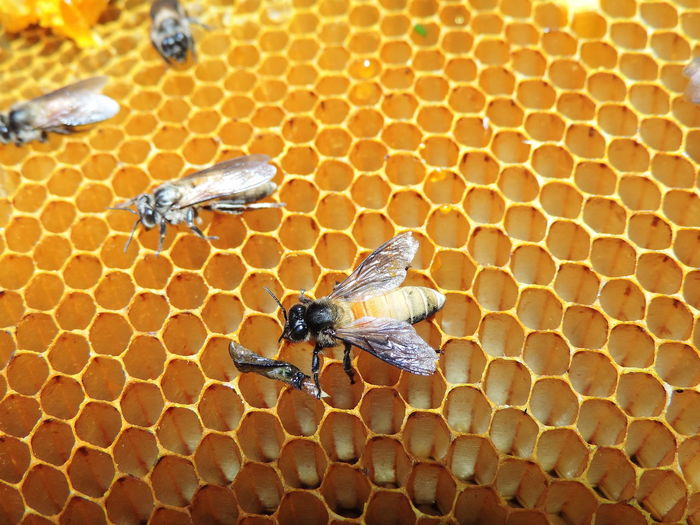 High angle view of bees on hive