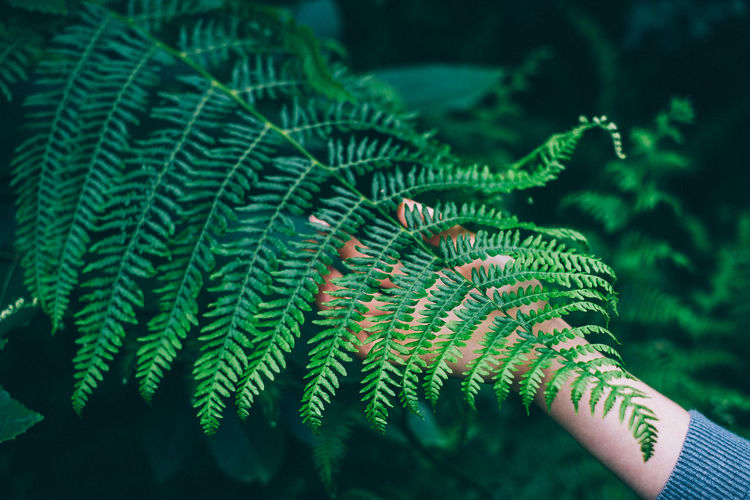 Cropped image of woman touching fern leaves