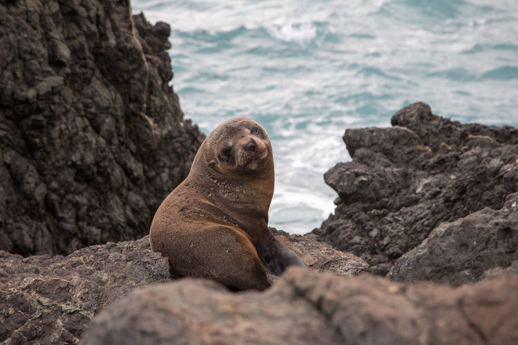 Close-up of seal on rock formation against sea