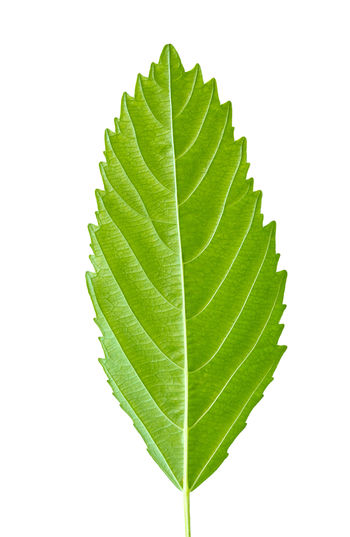 Close-up of leaf against white background