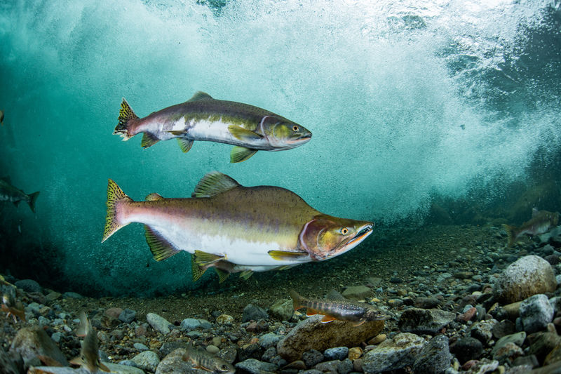 Salmon pictures Curated Photography on EyeEm