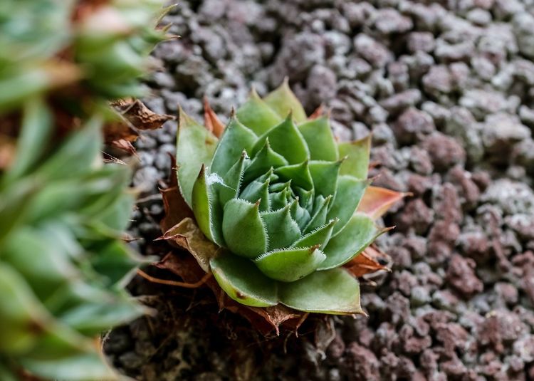 Close-up of succulent plant