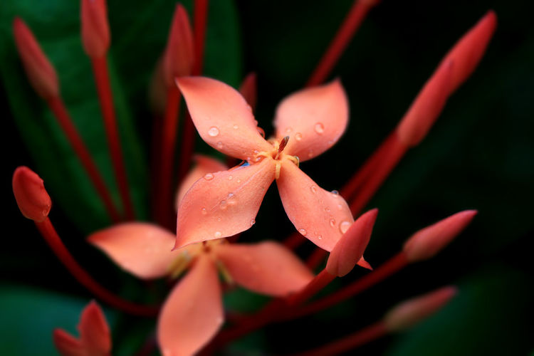 Close-up of wet orange ixora flowers blooming at park