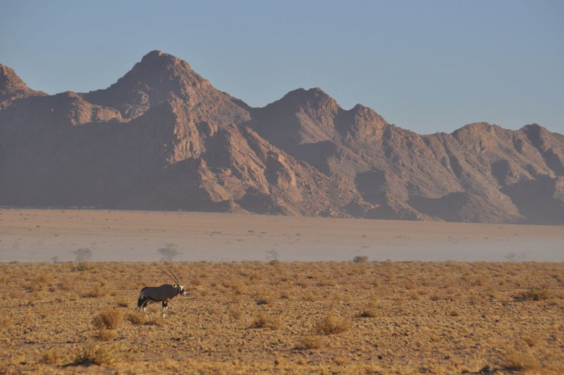 Oryx at home in the desert