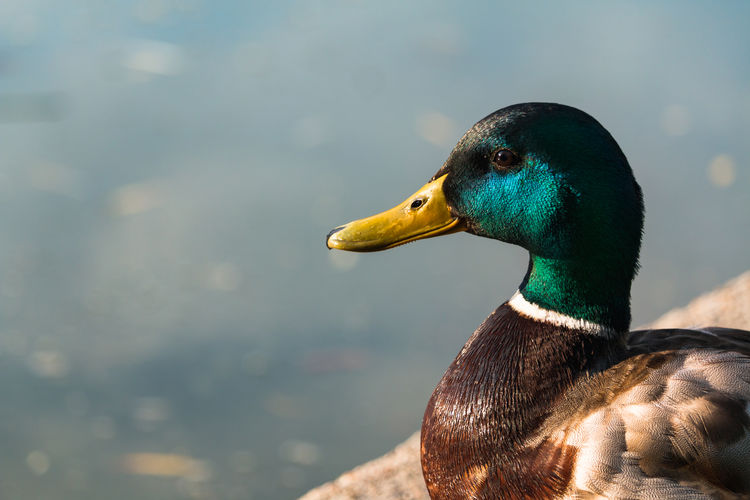 Mallard duck drake, anas platyrhynchos, close-up portrait by water's edge.