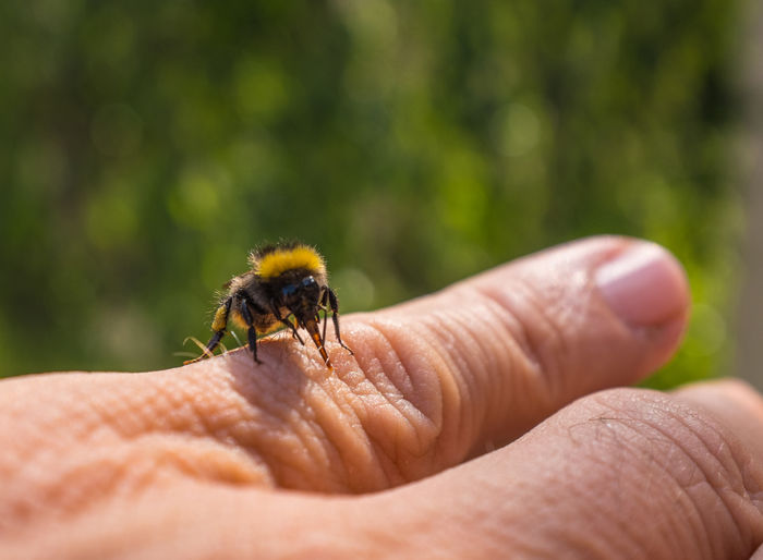 Cropped hand with bee on sunny day