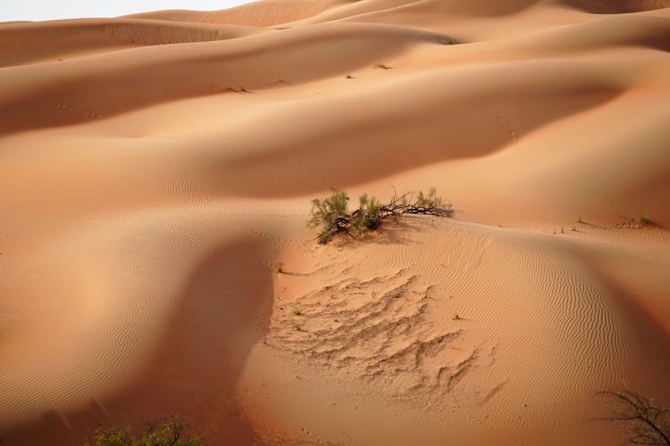 Scenic view on sand dunes in liwa desert