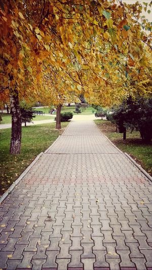 Footpath in park