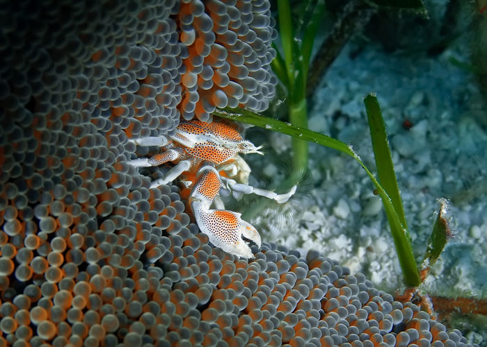 Close-up of crab and anemones
in sea