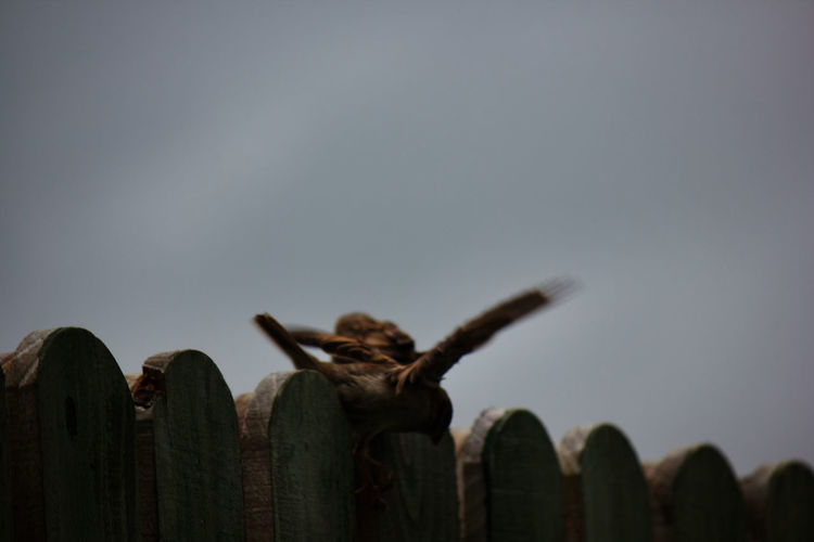 Low angle view of lizard on wood against sky