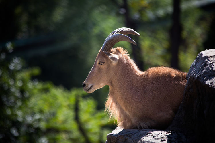 Side view of barbary sheep