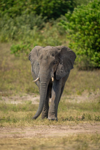 African bush elephant walks along sunlit riverbank