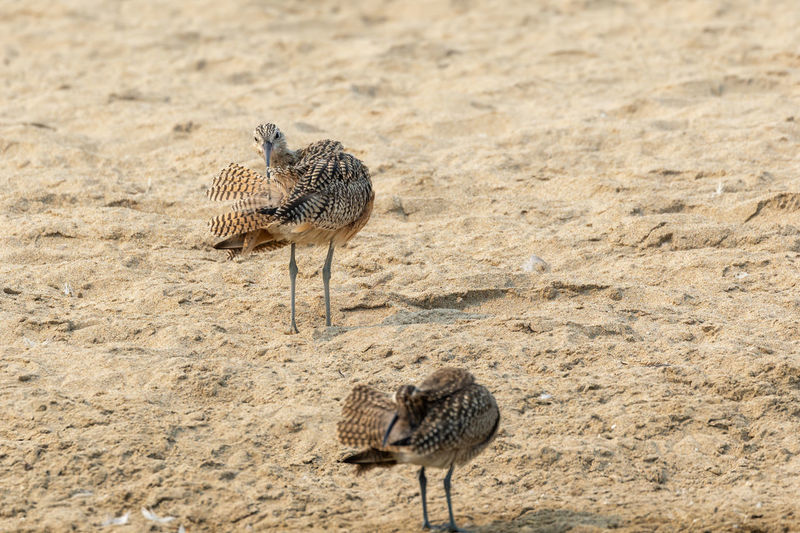 Long-billed curlew on beach