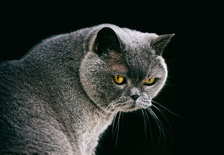 British cat, spain
