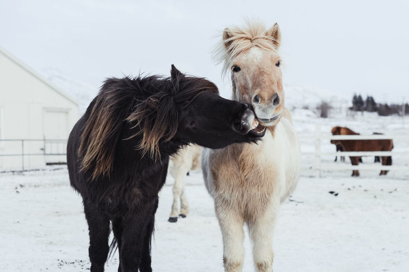 Icelandic horses playing at the barn