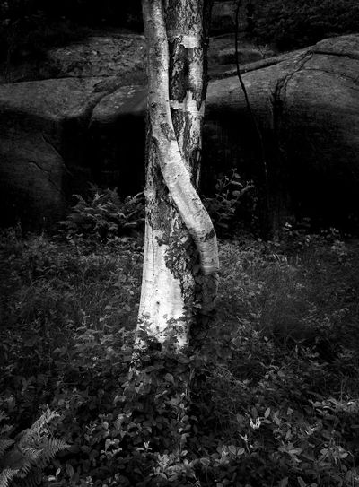 Tree trunk on rock in forest