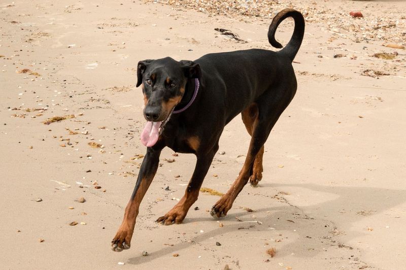 Dog standing on sand