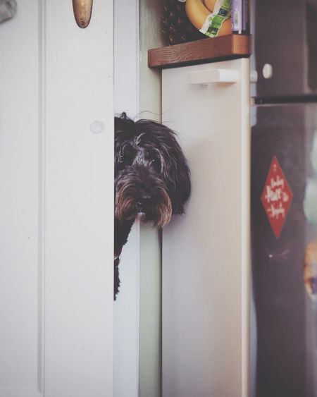 Close-up of a dog looking away at home