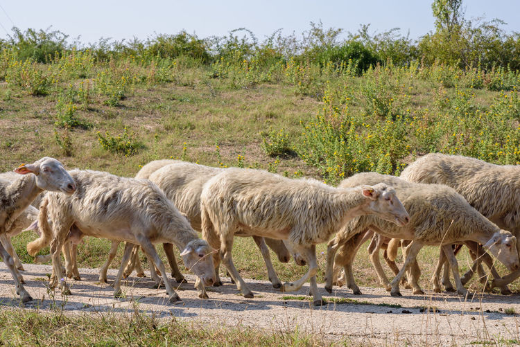 Small flock of sheep grazes on a wide path, horizontal image