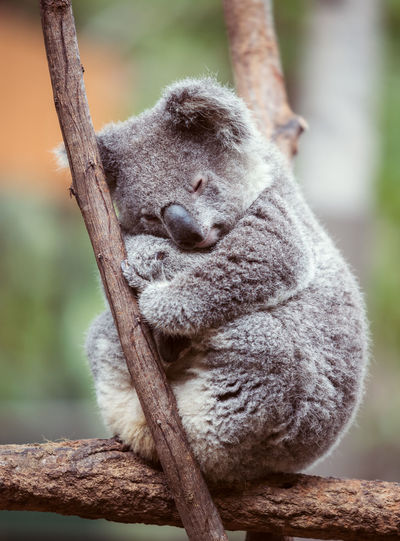 Close-up of koala perching on tree