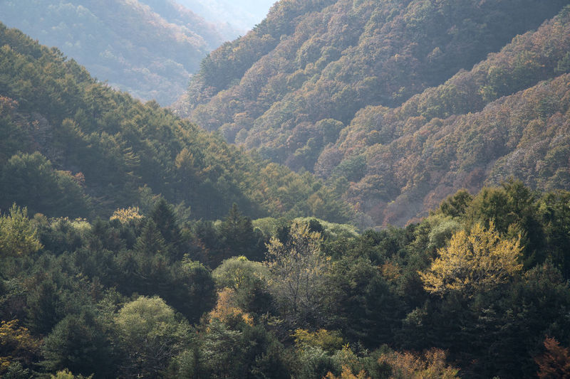 High angle view of trees in forest