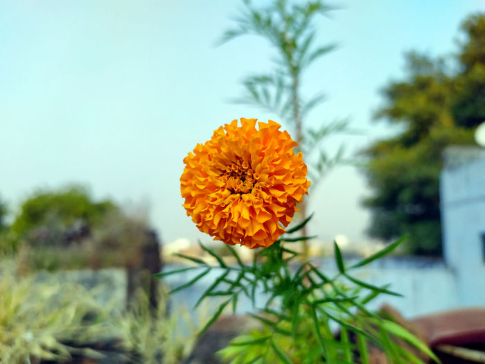 Close-up of orange marigold flower