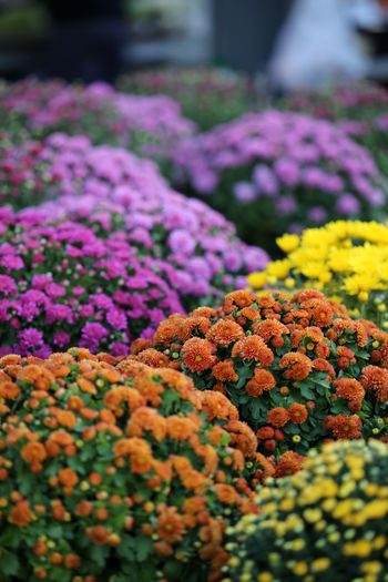 Chrysanthemums for sale at a farmer's market