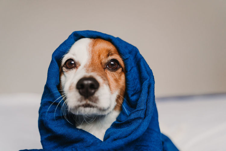 Close-up portrait of dog wearing headscarf