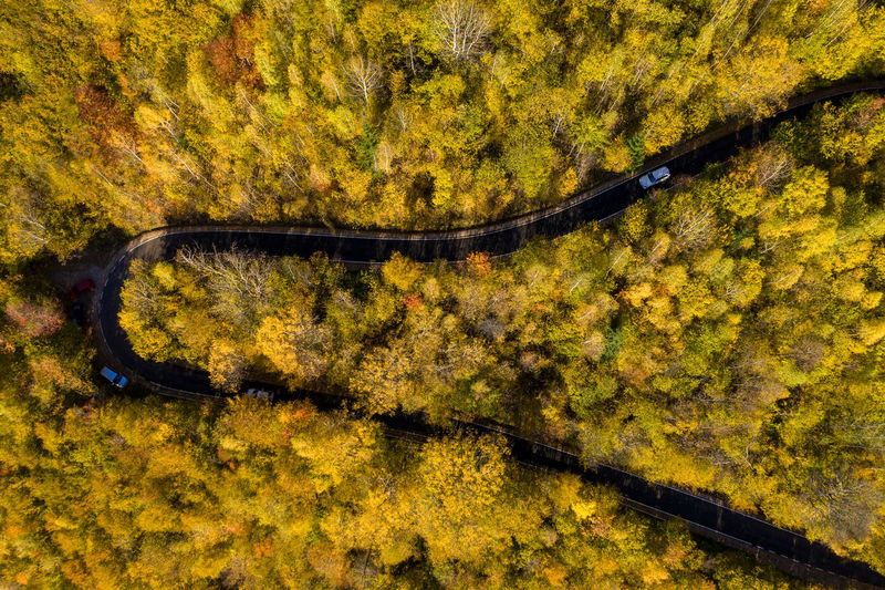 High angle view of yellow leaves on road amidst trees
