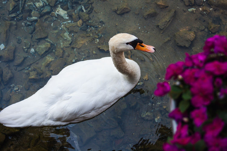 Close-up of a bird on rock