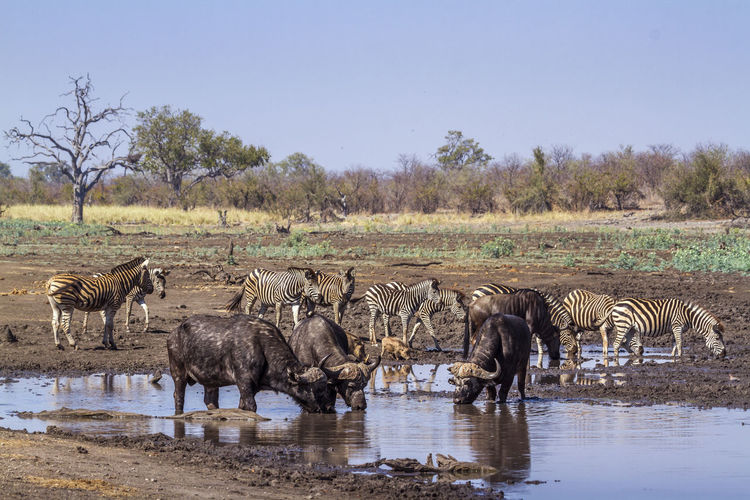 African buffaloes and zebras at pond in national park