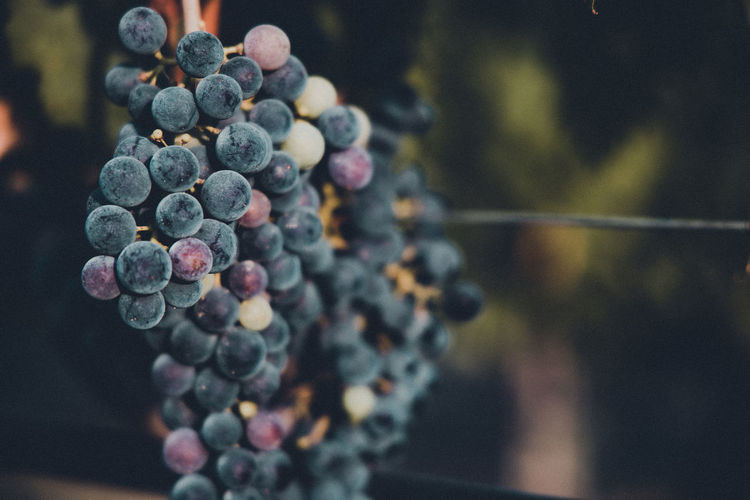 Wine grapes ready for picking