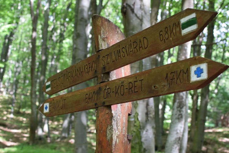 Close-up of information sign against trees in forest