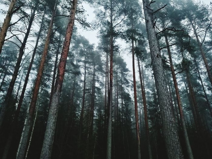 Low angle view of trees in forest