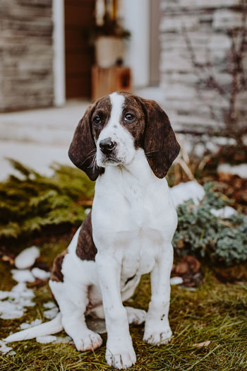 Portrait of dog sitting by the house 