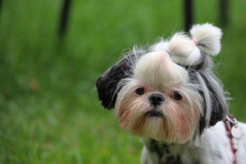Close-up portrait of a dog