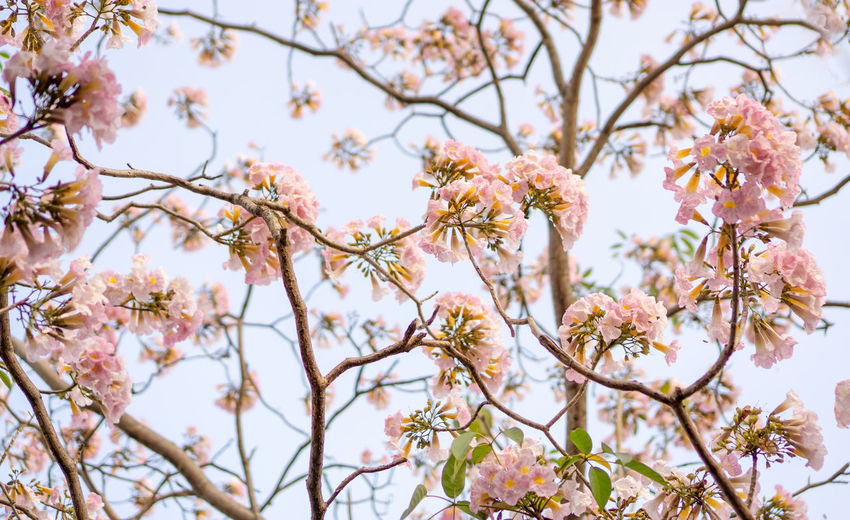 Pink trumpet shrub flowering tree blossom on green leaves, pink tecoma or tabebuia rosea plant