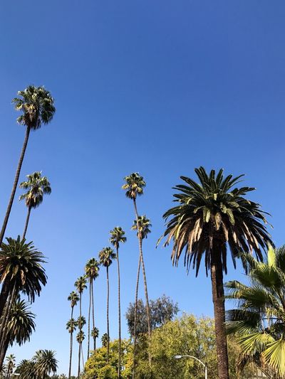 Low angle view of palm trees against clear blue sky