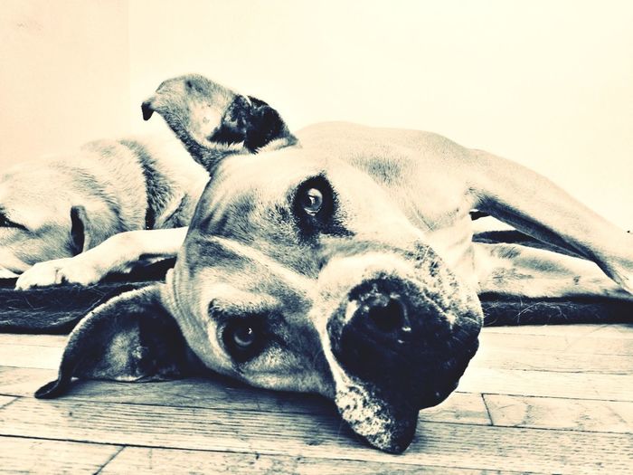 Dog resting on bed