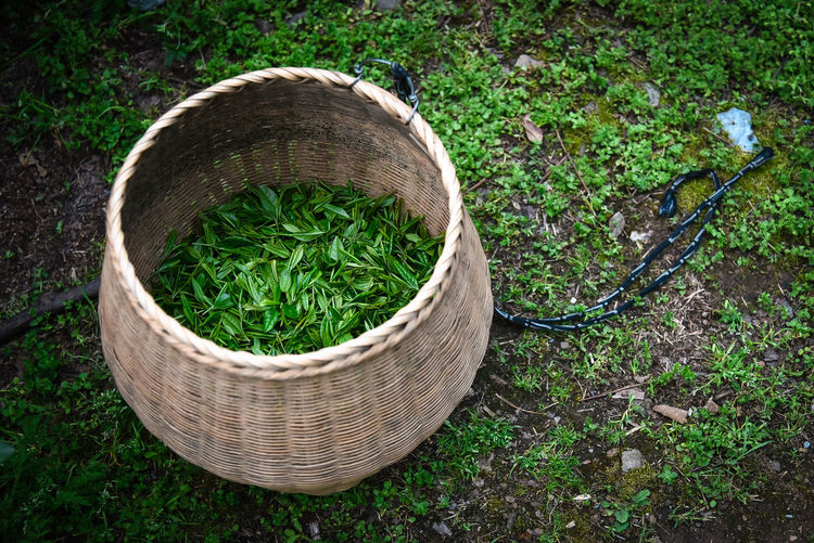 High angle view of tea crops in basket on land