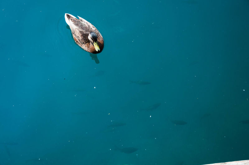 Close-up of mallard duck swimming in sea