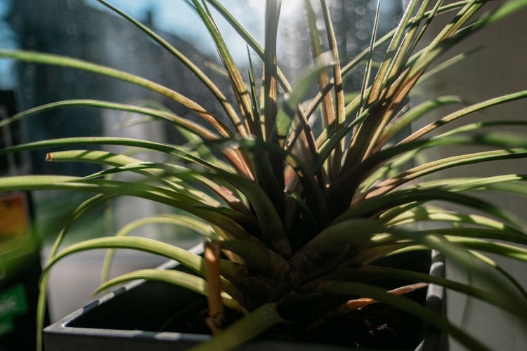 plant