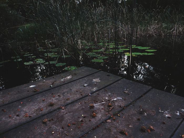 Wooden deck on pond