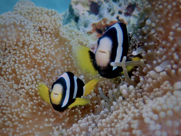 Clownfish family in anemone