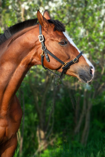 Close-up of horse standing in forest