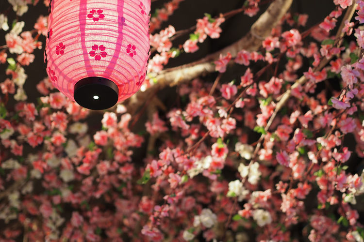 Japanese decoration with a pink lantern and sakura flowers background