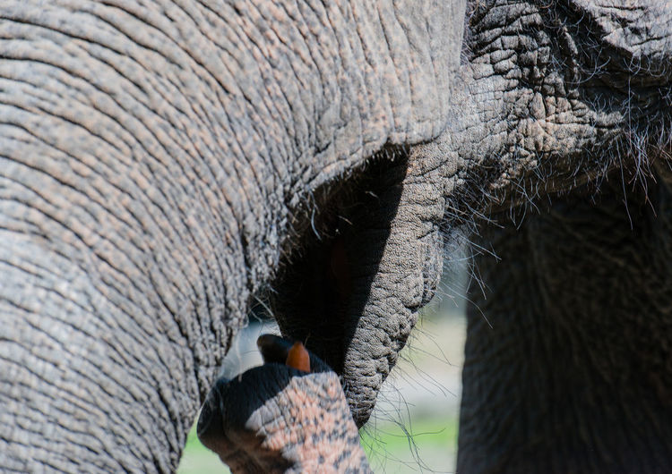 Asian elephant in closeup