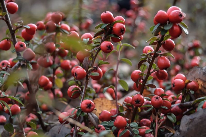Close-up of rose hips growing on tree