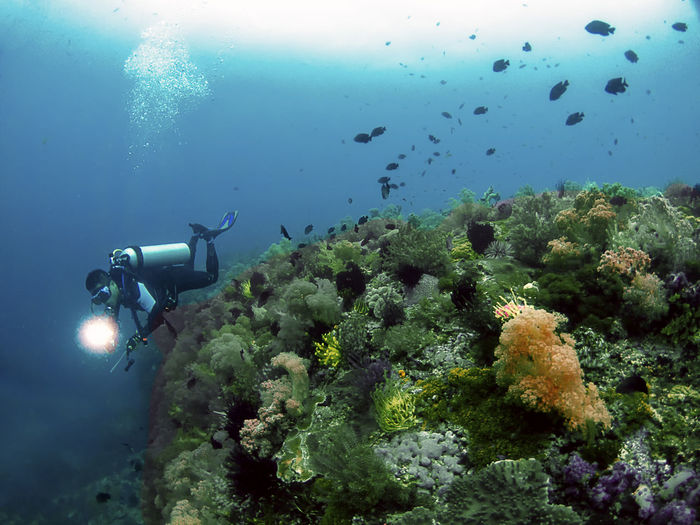 A diver exploring the coral reefs in malapascua, philippines